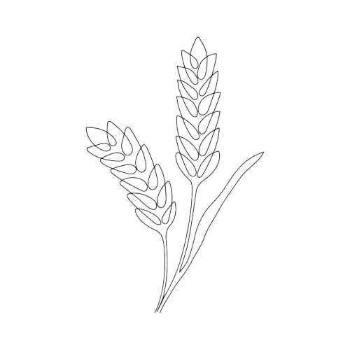 Koupit hovězí maso vysočina